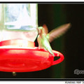 Hummingbird 蜂鳥 - 12