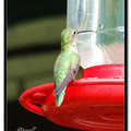 Hummingbird 蜂鳥 - 13