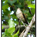 Hummingbird 蜂鳥 - 14