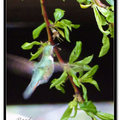 Hummingbird 蜂鳥 - 15