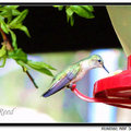 Hummingbird 蜂鳥 - 16