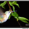 Hummingbird 蜂鳥 - 18