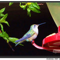 Hummingbird 蜂鳥 - 21