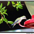 Hummingbird 蜂鳥 - 22