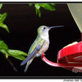 Hummingbird 蜂鳥 - 23
