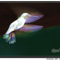 Hummingbird 蜂鳥 - 24