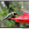 Hummingbird 蜂鳥 - 26