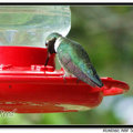 Hummingbird 蜂鳥 - 27