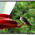 Hummingbird 蜂鳥 - 28
