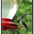 Hummingbird 蜂鳥 - 29