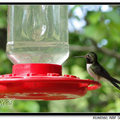 Hummingbird 蜂鳥 - 30