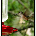 Hummingbird 蜂鳥 - 31