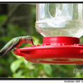 Hummingbird 蜂鳥 - 32