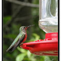 Hummingbird 蜂鳥 - 33