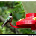 Hummingbird 蜂鳥 - 34