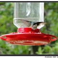 Hummingbird 蜂鳥 - 35