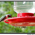 Hummingbird 蜂鳥 - 36