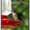 Hummingbird 蜂鳥 - 37