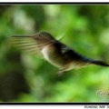 Hummingbird 蜂鳥 - 38