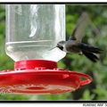 Hummingbird 蜂鳥 - 40