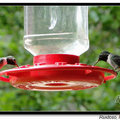 Hummingbird 蜂鳥 - 41