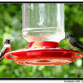 Hummingbird 蜂鳥 - 43