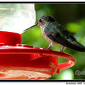 Hummingbird 蜂鳥 - 44