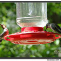Hummingbird 蜂鳥 - 45