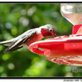 Hummingbird 蜂鳥 - 46