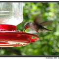 Hummingbird 蜂鳥 - 47