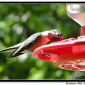 Hummingbird 蜂鳥 - 48