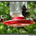 Hummingbird 蜂鳥 - 49