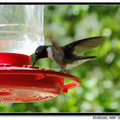 Hummingbird 蜂鳥 - 50
