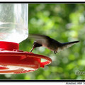 Hummingbird 蜂鳥 - 51