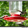 Hummingbird 蜂鳥 - 52