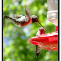 Hummingbird 蜂鳥 - 53
