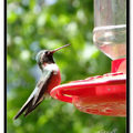 Hummingbird 蜂鳥 - 54