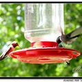 Hummingbird 蜂鳥 - 55