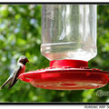 Hummingbird 蜂鳥 - 56