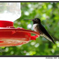 Hummingbird 蜂鳥 - 57
