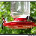 Hummingbird 蜂鳥 - 58
