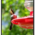 Hummingbird 蜂鳥 - 59