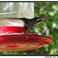 Hummingbird 蜂鳥 - 61