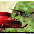 Hummingbird 蜂鳥 - 62