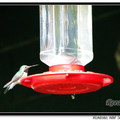 Hummingbird 蜂鳥 - 64