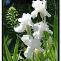 Irises 鳶尾花 - 3