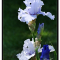 Irises 鳶尾花 - 3