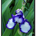Irises 鳶尾花 - 4