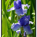 Irises 鳶尾花 - 1