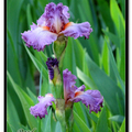 Irises 鳶尾花 - 2